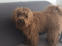 Aşıları Tam Kalbi Kocaman Maltipoo