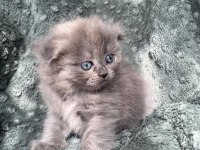 Scottish Fold Ve British Shorthair Yavrularımız