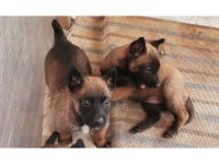 Belçika Kurdu (Malinois) Yavrular