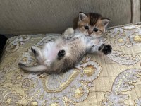 Minik Gözlerle Büyük Aşklar Başlar Black Golden British Yavru