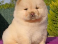 Çin Aslanı Köpeği Yavruları