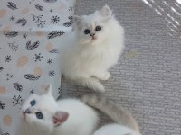 A Kalite British Shorthair Arayanlara