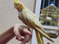 Dişi sultan papağanı takas istiyorum