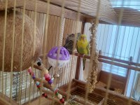 Dişi Japones Ve Erkek Klasik Muhabbet Kuşu