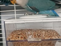 2.5 aylik sevda papağanı