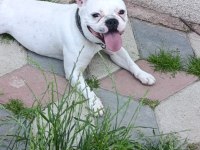 French Bulldog Kızımız Sevgi Dolu Ailesini Arıyor