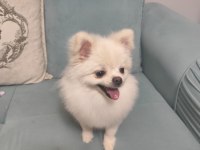 Pomeranian Boo Hazır Dişi Köpeğimiz