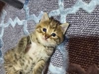 Ücretsiz Sahiplendirme Kedimiz