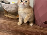 Kedimize Bir Maşallah Alırız