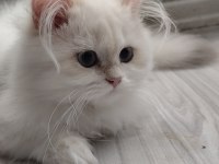 British Longhair 3 Aylık