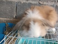 1+1 Lop Anaç Tavşanlar