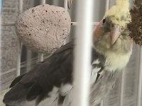 5 Aylık Erkek Sultan Papağanı