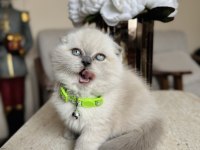 Scottish Fold Bluepoint