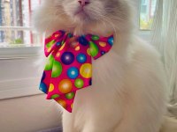 Ragdoll safkan anne babadan a kalite yavrular