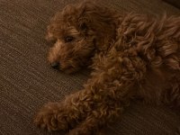 2,5 Aylık Toy Poodle Dişi