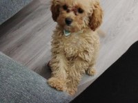 3 Aylık Toy Poodle