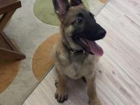 5 aylık safkan yakışıklı mı yakışıklı erkek belçika kurdu