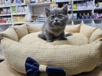 British Shorthair Yavrularımız