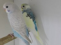 Hazır Eşli Takım Muhabbet Kuşlar