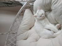 Tam Bir Sevgi Pıtırı Kedimiz