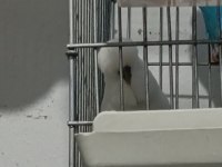 2 Adet Vasıflı Show Jumbo Erkek Muhabbet Kuşu