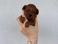 Toy Poodle Bebek Köpekler
