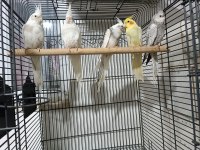 Yeni Yeme Düşen Sultan Papağanı Yavrular