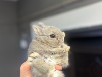 Hollanda Cüce Ve Mini Lop Tavşan Her Yere Gönderim Var