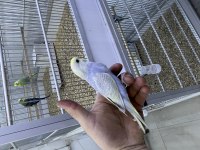 30 Günlük Rainbow Muhabbet Kuşu Bebek Yavru