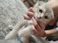 Kedimiz cookie yeni yuvasını arıyor