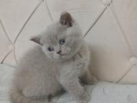Son kalan safkan orjinal dişi british shorthair yavrum