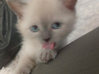 Teslime hazır bluepoint yavru kedimiz