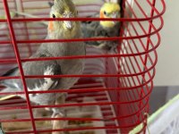 Yumurtalı Çift Sultan Papağanı