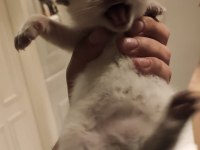 Blue Point British Shorthair