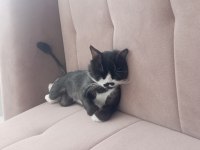 1.5 Yaşında Scottish Erkek