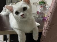 British Beyaz Erkek Kedimiz