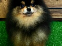 11 Aylık Teddy Bear Erkek Pomeranian