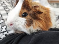Gayet Sağlıklı Guinea Pig