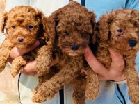 Toy Poodle Minik Kalplerin Büyük Neşesi!