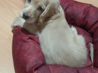 2,5 Aylık Dişi İngiliz Av Köpeği