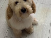 Toy poodle 7 aylık köpeğimiz