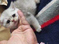 Uygun 6 Nisan Doğumlu Silver 3 Erkek Yavru Kediler