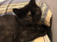 2.5 Aylık Dişi Exotic Shorthair