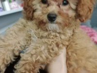 3 aylık toy poodle