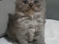 British Longhair Erkek Yavru