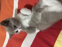 Bi color british shorthair