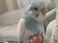 Ev Üretimi Eğitimli Muhabbet Kuşlar