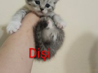 Rezerveye Açık Yavru Kedilerimiz