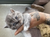 British Shorthair Yavrular Yeni Yuvalarına Hazır