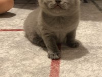 Ayı Surat British Shorthair